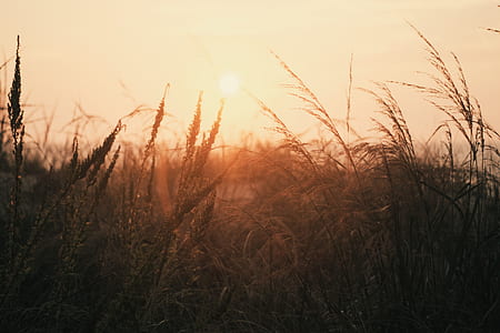 grass field thumbnail