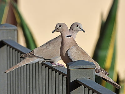 two gray pigeons on gray railings at daytime thumbnail