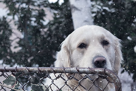 adult white Hungarian kuvasz thumbnail