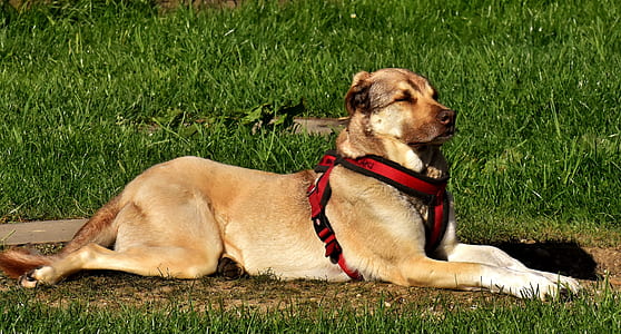 medium long-coated brown dog on green grasses thumbnail