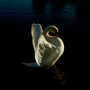 white swan on body of water thumbnail