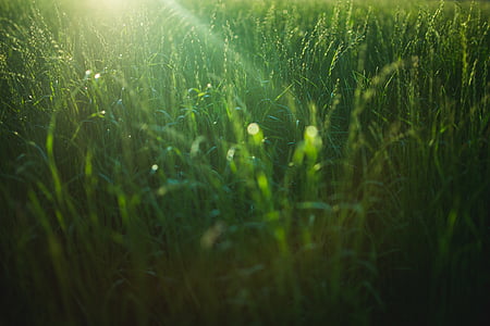 green grass in shallow focus thumbnail