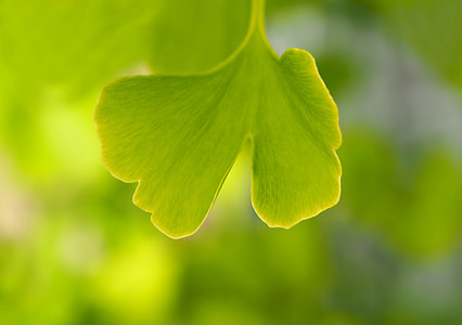 selective focus photography of green leaf thumbnail