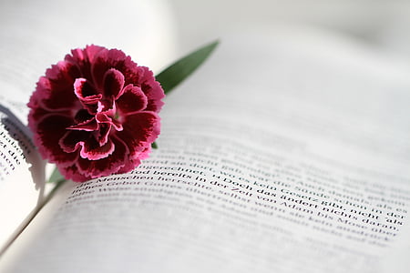 photo of red petaled flower thumbnail