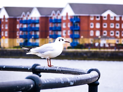 white bird perching on black metal railing thumbnail