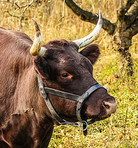 brown cow during daytime thumbnail