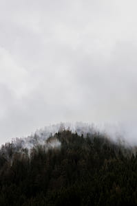 smoke covered trees thumbnail