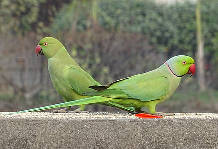 two green-and-red birds on gray concrete rack thumbnail