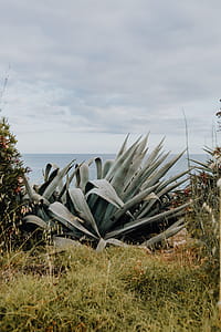 Plants of Portugal thumbnail