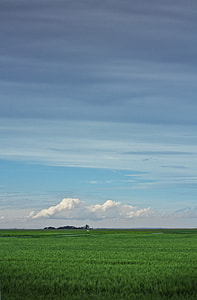 grass field thumbnail