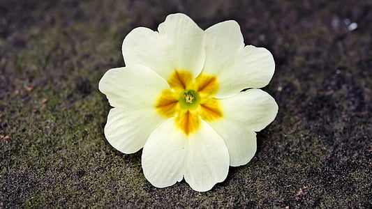 macro photography of white primrose flower thumbnail