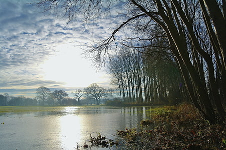 trees near body of water during daytime thumbnail