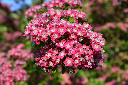 shallow photography of pink petaled flowers thumbnail
