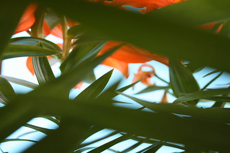 green leafed plant thumbnail