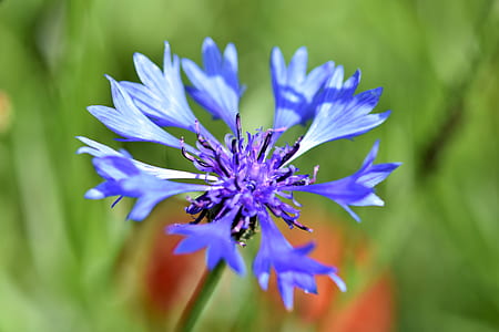blue cornflower in selective focus photography thumbnail