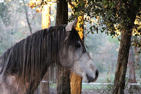 gray and black horse near post thumbnail