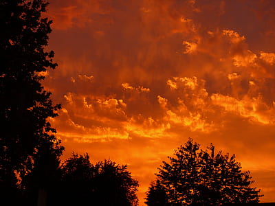 silhouette photography of trees thumbnail