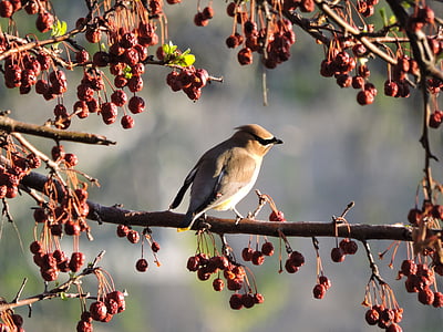 brown bird perching on brown tree at daytime thumbnail