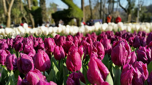 White and Red Flower Bed during Daytime thumbnail