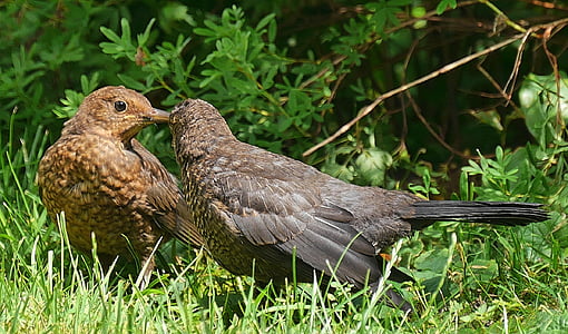 two clay thrush birds standing on green grass field thumbnail