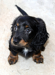 longhaired black and tan dachshund puppy thumbnail