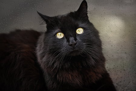 long-coated black cat thumbnail