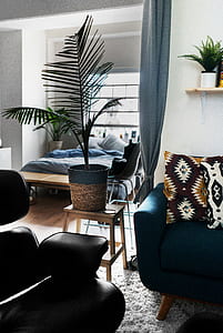 palm plant on top of brown wooden table inside room thumbnail