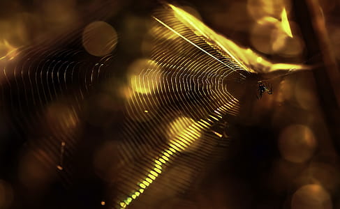 Macro Photography of Spider on a Web thumbnail