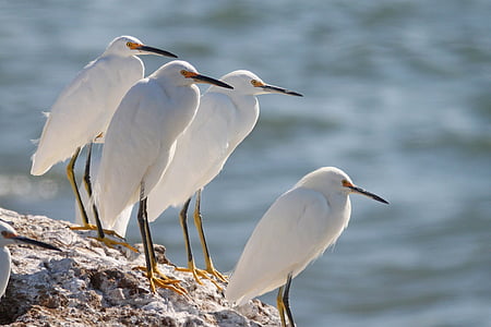 four white long-beak birds on rock thumbnail