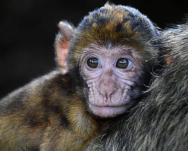 macro photography of brown and black monkey thumbnail