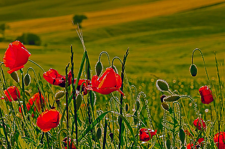 red flower on grass field thumbnail
