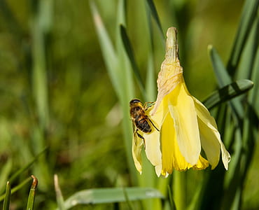selective focus photo of honeybee perched on yellow flower at daytime thumbnail