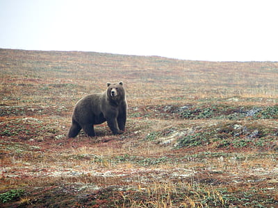 black bear on grassland thumbnail