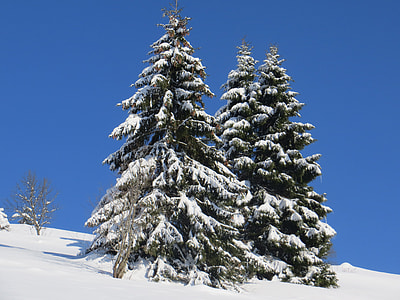 pine tree covered by snow thumbnail