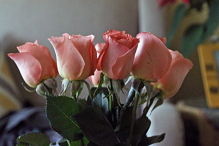 Half dozen cutted pink roses in a vase inside a home. thumbnail