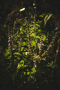Close-Up of Green Plants thumbnail