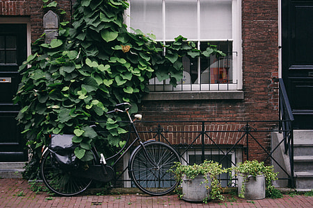 brown concrete house with leafed plants in front thumbnail