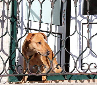 brown dog inside wrought iron fence at daytime thumbnail