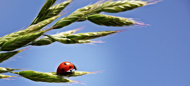 red Lady bug walking on green leaf wallpaper thumbnail