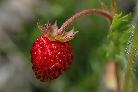 selective focus photo of red strawberry thumbnail