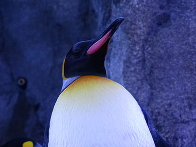 white and black rock-hopper penguin thumbnail