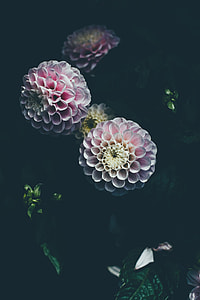 shallow focus photography of pink petal flowers thumbnail