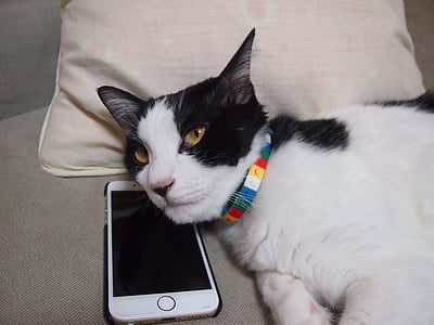 cat lying on cushion beside iPhone displaying black screen thumbnail