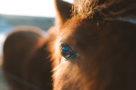 closeup photo of brown animal eye thumbnail