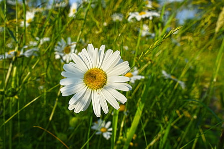 white flower on macro shot thumbnail
