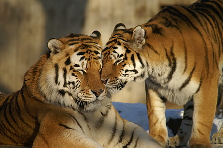 two tigers thumbnail