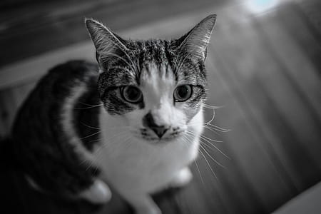 black-and-white, animal, pet, eyes thumbnail