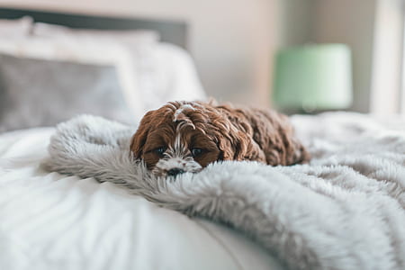 long-coated puppy lying on bed inside room thumbnail