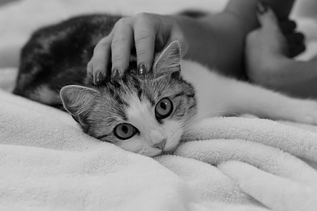 person holding cat thumbnail