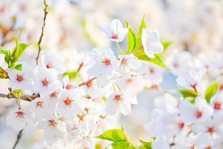 white petal flowers thumbnail